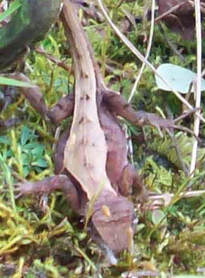 Lucertole dell''Himalaya (da identificare)